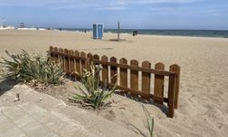 Bursa sahillerinde çiçek açan kum zambakları çitle korunuyor