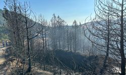 Bursa'da çıkan orman yangını ekiplerin erken müdahalesiyle kontrol altına alındı