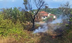 Çınarcık'ta zeytinlik alanda çıkan yangın söndürüldü