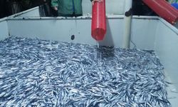 DOSYA HABER/İKLİMLE DEĞİŞEN BALIKÇILIK - Ekosistem esaslı balıkçılık olmazsa hamsi ve istavrit tükenebilir