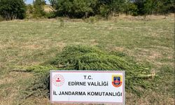 Edirne'de bir tarlada 300 kök Hint keneviri ele geçirildi