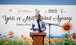 Edirne'de deneme ekimi yapılan yerli hibrit ayçiçeği hasat edildi