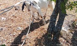 Kırklareli'nde mağarada mahsur kalan keçiyi AFAD kurtardı