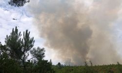 Yalova'da ormanlık alanda çıkan yangına müdahale ediliyor