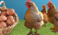 Kayseri'de ‘Tavuklar Bizden Üretim Sizden’ kampanyası