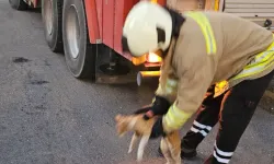 Lise binasında mahsur kalan kedi kurtarıldı