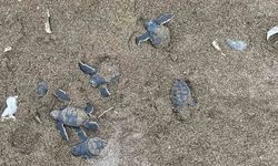 200 binden fazla deniz kaplumbağası Akdeniz’le buluşuyor: İlk yavrular çıktı