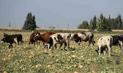 300 dönüm arazideki kavunu hayrına bırakmıştı, toplanmayan binlerce kavun hayvanlara yem oldu