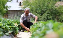 Almanya’dan öğrendiği sırlarla organik çilek üretiyor