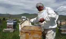 Ardahan’da coğrafi işaretli bal hasadı başladı; 450 ton bal üretimi bekleniyor