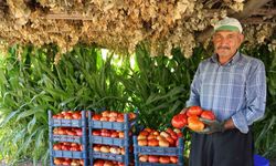 At ve katırlarla domates hasadı