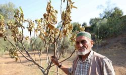 Aydın’da kuraklık ve susuzluk alarmı, incir ağaçları kurumaya başladı