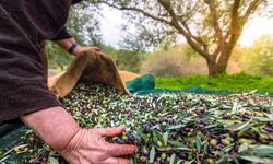 Aydın’ın önemli ürünlerinden sofralık zeytin, ihracatta 200 milyon dolara koşuyor