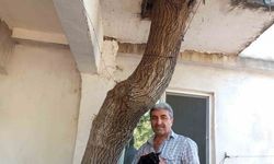 Baba yadigarı 45 yıllık dut ağacını kesmedi, evinin balkonundan geçirdi