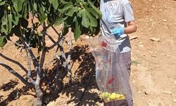 Bozdoğan’da incir üreticilerine hasat öncesi pestisit denetimi