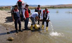 Çorum’da baraj ve sulama göletlerine 1 milyon 215 bin yavru balık salındı