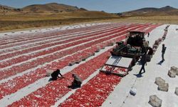Dünya sofralarını Elazığ süslüyor: Tonlarca domates ihraç ediliyor