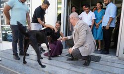 Edremit Belediye Başkanı Ertaş sahipsiz köpeği sahiplendi