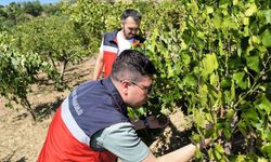 Emet’te üreticiler Antep fıstığı ve üzüm hastalık ve zararlıları konusunda bilgilendirildi