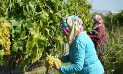 Erken hasat kuru üzümde kilogram kaybına neden oluyor