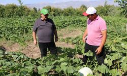 Erzincan tarım sektörü, renkli görüntülere sahne oluyor