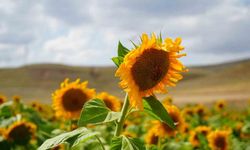 Erzincan’da ayçiçeği tarlaları sarının her tonuyla güneşi kıskandırıyor
