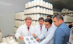 Erzincan’da tescilli tulum peyniri satışı artacak