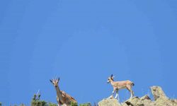 Erzurum’da yaban keçileri tek tek sayılıyor