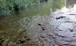 Gediz nehrinde balık ölümleri endişelendiriyor