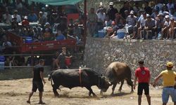 Germencik’te boğalar SMA’lı Linda bebek için güreşti