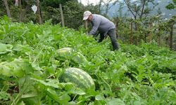 Giresun’da fındık üreticisi Adana karpuzu yetiştiriciliğine başladı