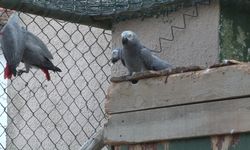 Havalimanında ele geçirilen 309 jako papağanı koruma altına alındı