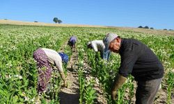 Hisarcık’ta tütün ekimi azaldı