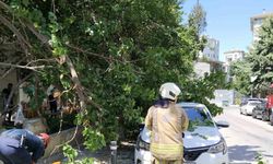 Kadıköy’de güneşten çürüyen ağaç otomobilin üzerine devrildi