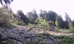 Karabük’te yaban hayvanlar fotokapana yakalandı