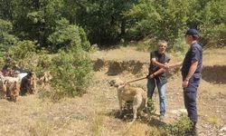 Kaybettiği  küçükbaş hayvanlarını jandarma buldu