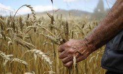 Kelkit’te buğday hasadı başladı, yağışlar rekolteyi olumsuz etkiledi