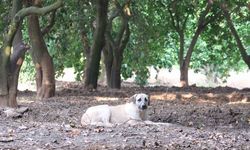 Köpeklerin çocuğu yaraladığı bahçede başıboş köpekler hala duruyor