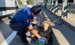 Korku dolu gözlerle bekleyen yaralı köpeği polis kurtardı