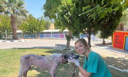 Kuşadası’nda orman yangınından kurtarılan köpek sağlığına kavuştu