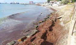 Marmara Denizi’nde kızıl yosun alarmı