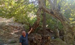Mesafe tanımayan iki çınar ağacı tek gövde üzerinde birleşerek 50 metre yükseldi
