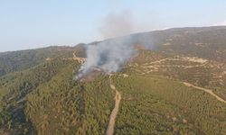 Nazilli’deki orman yangınında 3 hektar alan zarar gördü