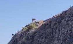 Nesli koruma altındaki dağ keçileri Harput’ta görüntülendi