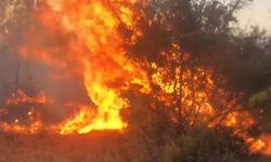 Otluk alanda çıkan yangın ağaçlık alana sıçradı: Alevler ürkütücü boyuta ulaştı