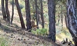 Salda Gölü çevresine bırakılan kızıl geyiklerin yavrusu beslenirken görüntülendi