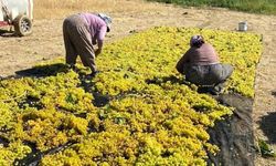 Sarıgöl’de üzüm kurutma çalışmaları başladı