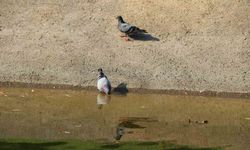 Sıcaktan bunalan güvercinler Porsuk kenarında serinlemeye çalıştı