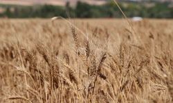 Sivas buğday hasadında rekora koşuyor