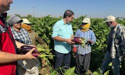 Tescilli Birecik patlıcanında hasat başladı